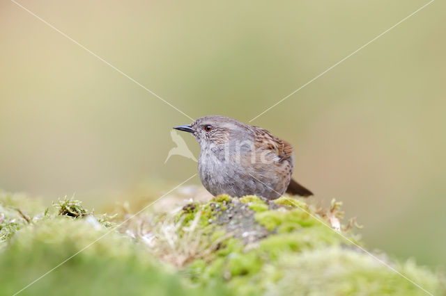 Heggemus (Prunella modularis)