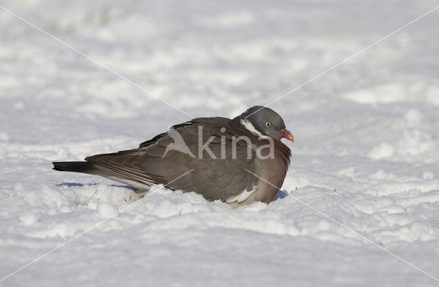 Houtduif (Columba palumbus)