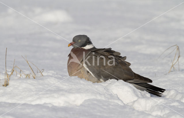 Houtduif (Columba palumbus)