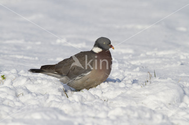 Houtduif (Columba palumbus)