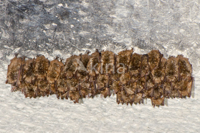 Ingekorven vleermuis (Myotis emarginatus)