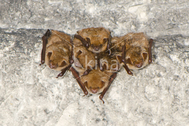 Ingekorven vleermuis (Myotis emarginatus)