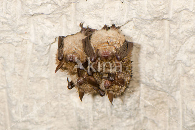 Ingekorven vleermuis (Myotis emarginatus)