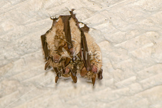 Ingekorven vleermuis (Myotis emarginatus)