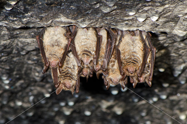 Ingekorven vleermuis (Myotis emarginatus)