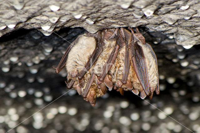 Ingekorven vleermuis (Myotis emarginatus)