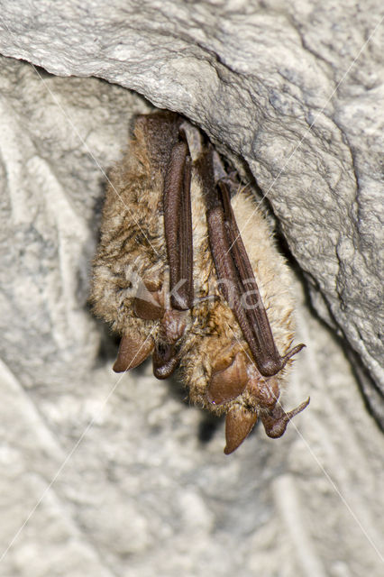 Ingekorven vleermuis (Myotis emarginatus)