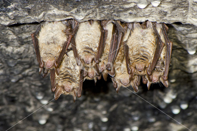 Ingekorven vleermuis (Myotis emarginatus)