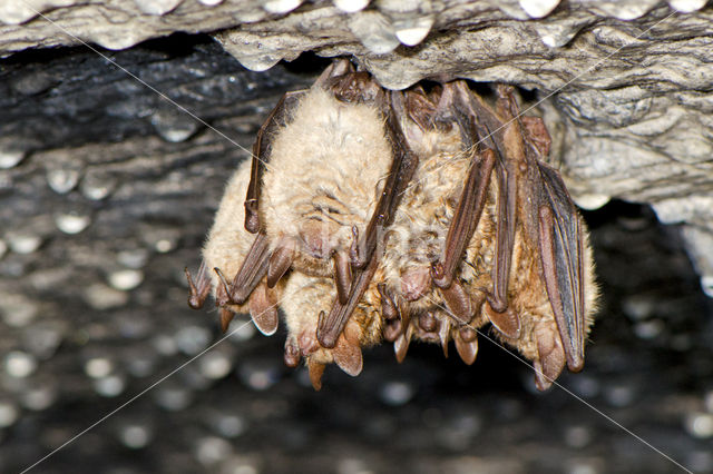 Ingekorven vleermuis (Myotis emarginatus)