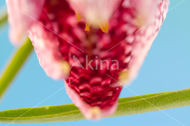 Kievitsbloem (Fritillaria spec)