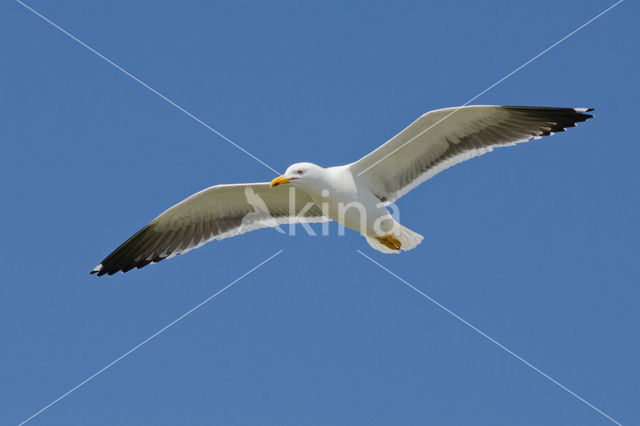 Kleine Mantelmeeuw (Larus fuscus)