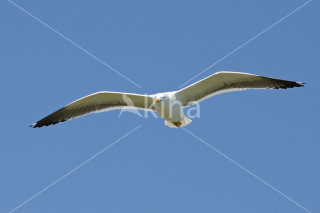 Kleine Mantelmeeuw (Larus fuscus)