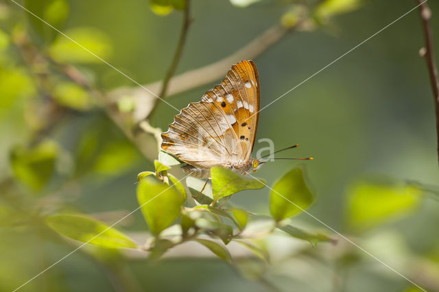 Kleine weerschijnvlinder (Apatura ilia)