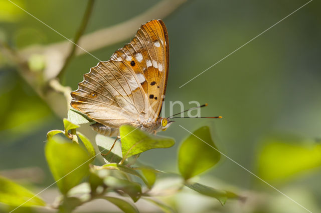 Kleine weerschijnvlinder (Apatura ilia)