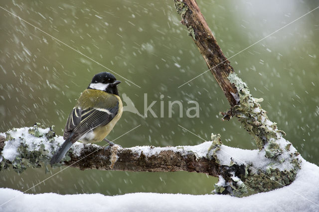 Koolmees (Parus major)