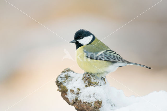 Koolmees (Parus major)