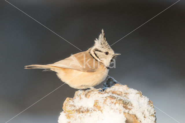 Kuifmees (Parus cristatus)