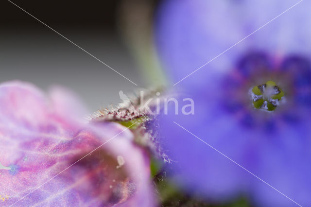 Longkruid (Pulmonaria )