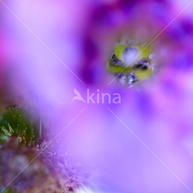 Longkruid (Pulmonaria )