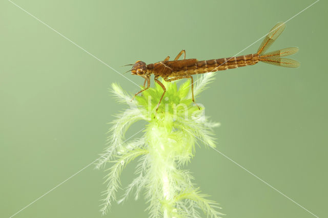 Maanwaterjuffer (Coenagrion lunulatum)