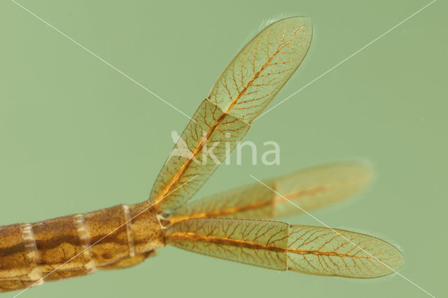 Maanwaterjuffer (Coenagrion lunulatum)