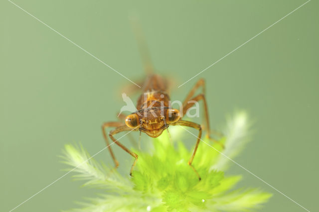 Maanwaterjuffer (Coenagrion lunulatum)