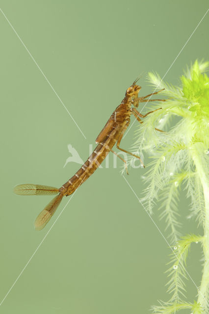 Maanwaterjuffer (Coenagrion lunulatum)