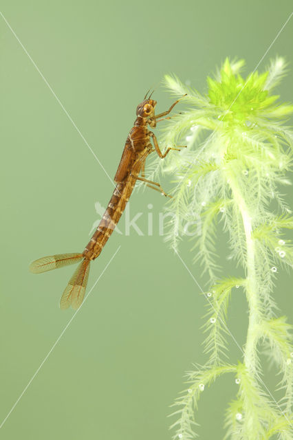 Maanwaterjuffer (Coenagrion lunulatum)