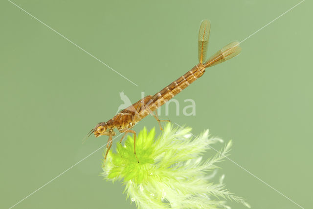 Maanwaterjuffer (Coenagrion lunulatum)