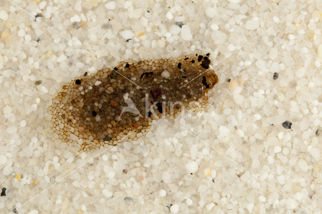 Molanna angustata