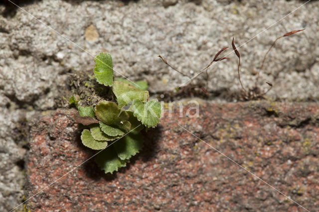 Muurvaren (Asplenium ruta-muraria)