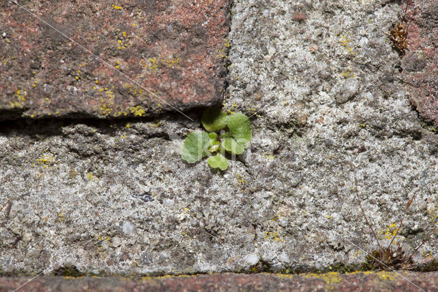 Muurvaren (Asplenium ruta-muraria)