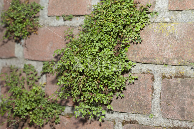 Muurvaren (Asplenium ruta-muraria)