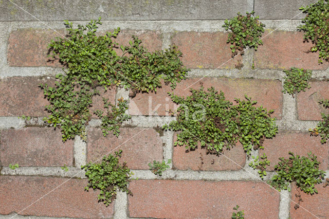 Muurvaren (Asplenium ruta-muraria)