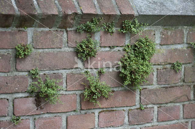 Muurvaren (Asplenium ruta-muraria)