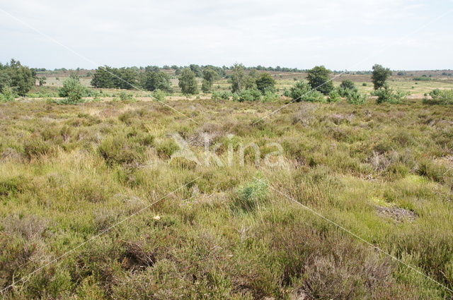 Nationaal Park Sallandse Heuvelrug