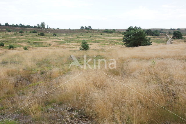 Nationaal Park Sallandse Heuvelrug