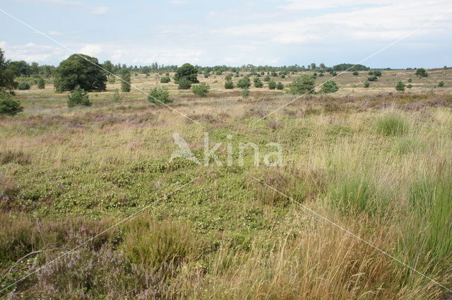 Nationaal Park Sallandse Heuvelrug