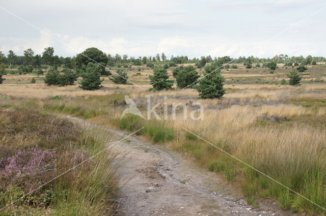 Nationaal Park Sallandse Heuvelrug