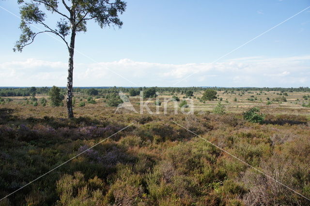 Nationaal Park Sallandse Heuvelrug