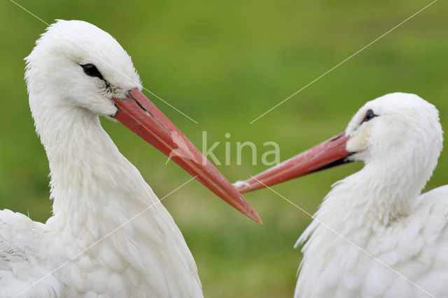 Ooievaar (Ciconia ciconia)