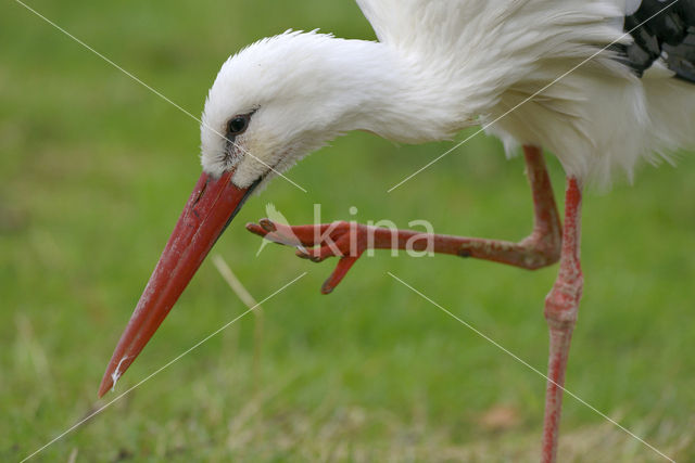 Ooievaar (Ciconia ciconia)