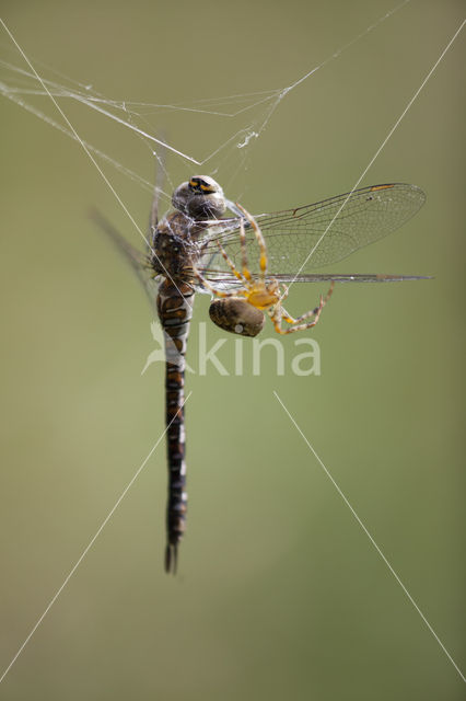 Paardenbijter (Aeshna mixta)