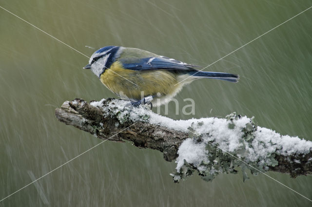 Pimpelmees (Parus caeruleus)