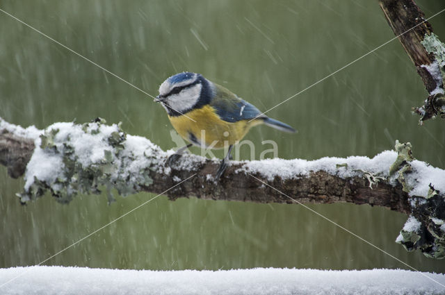 Pimpelmees (Parus caeruleus)