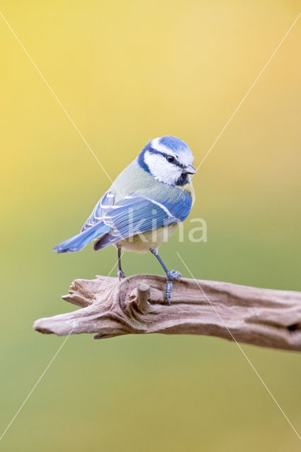 Pimpelmees (Parus caeruleus)