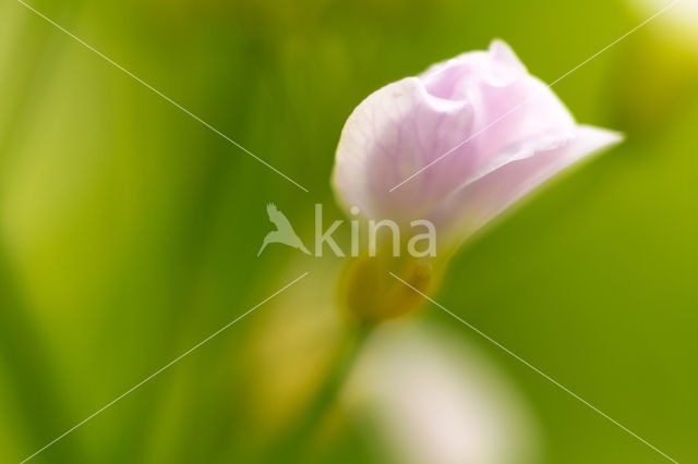 Pinksterbloem (Cardamine pratensis var angustifolia)