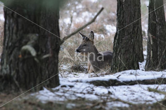 Ree (Capreolus capreolus)