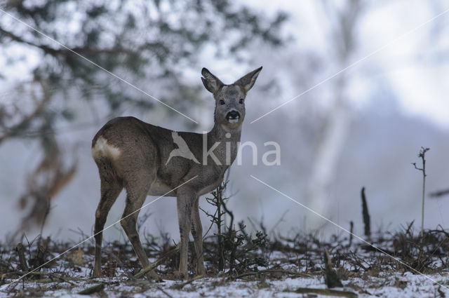 Ree (Capreolus capreolus)