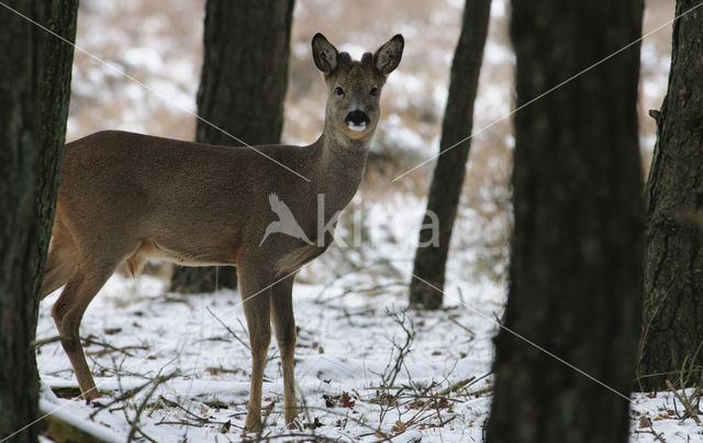 Roe Deer (Capreolus capreolus)